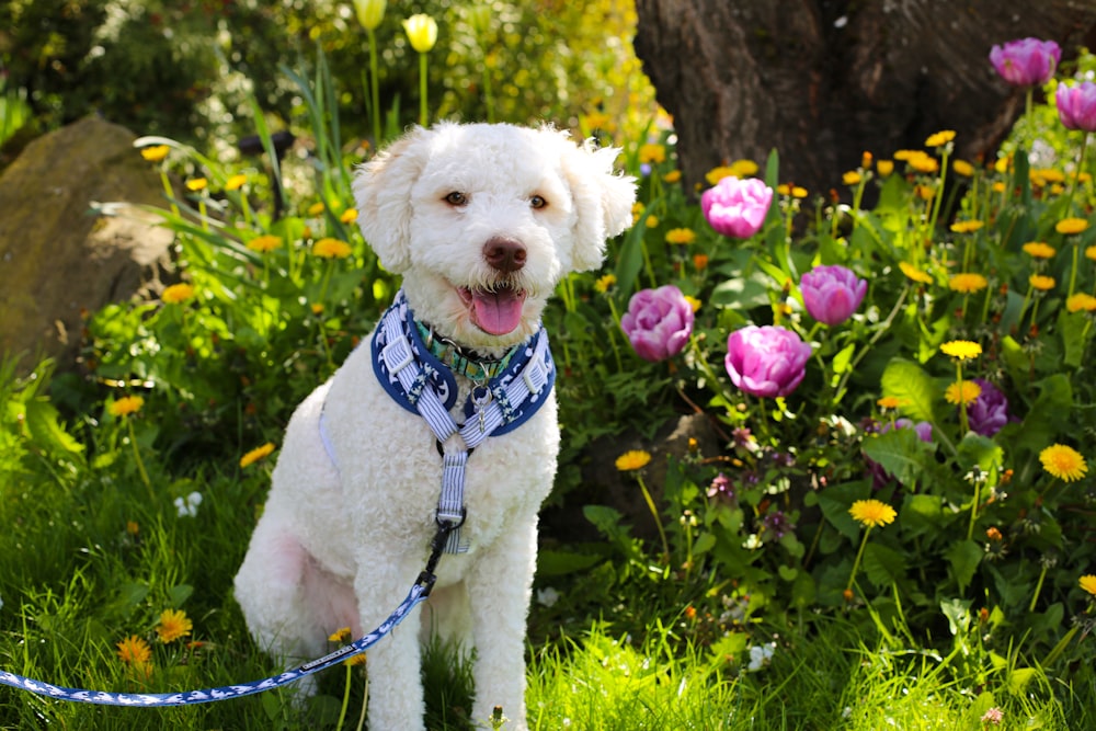 a white dog with a blue leash standing in a field of flowers