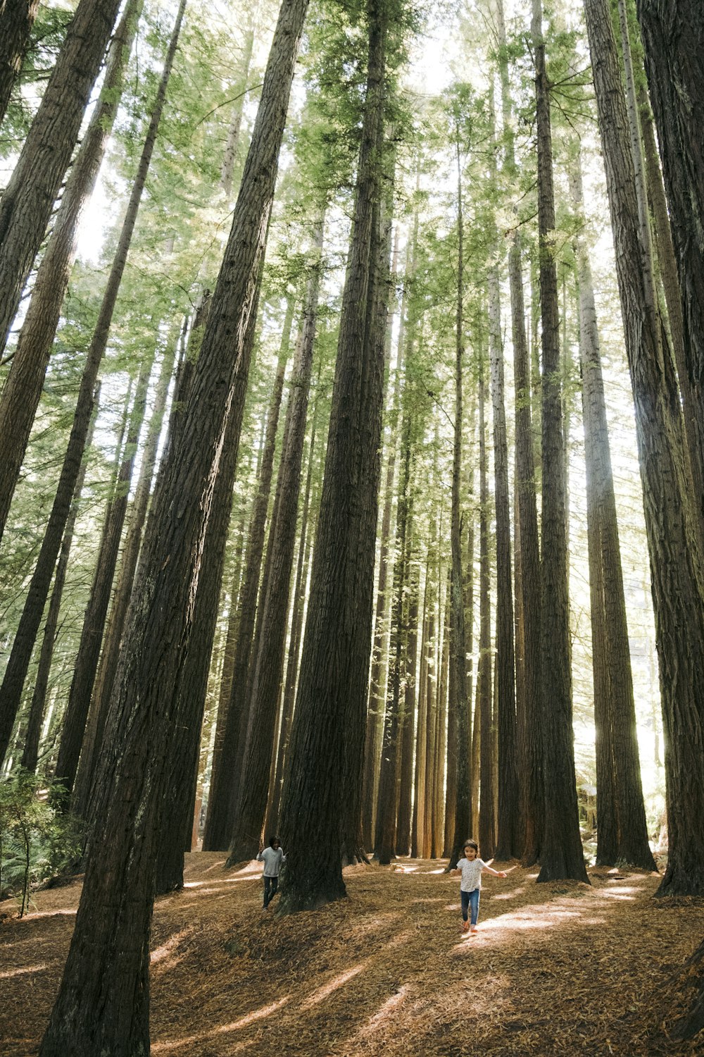 a group of people walking through a forest filled with tall trees