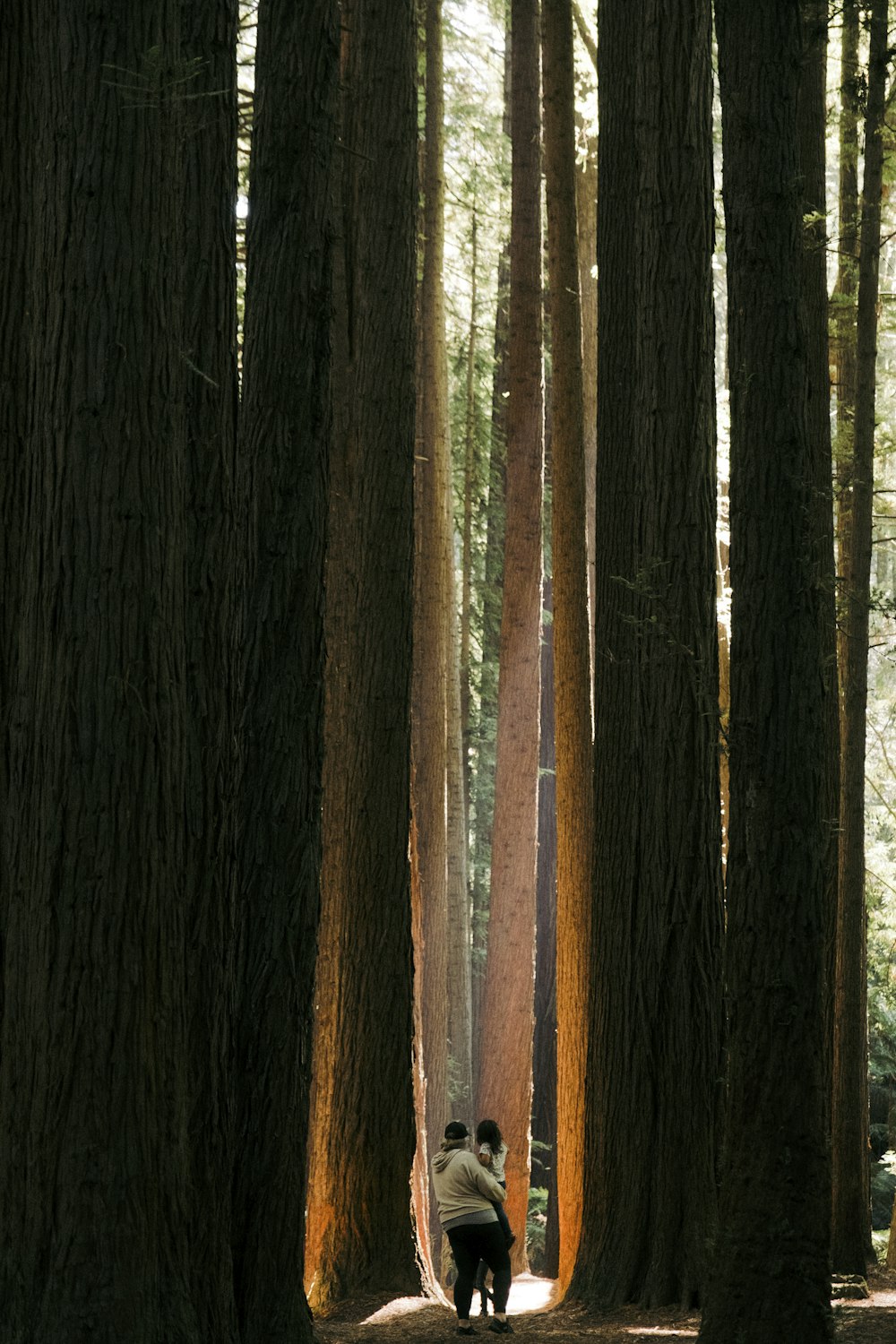 a person walking through a forest filled with tall trees