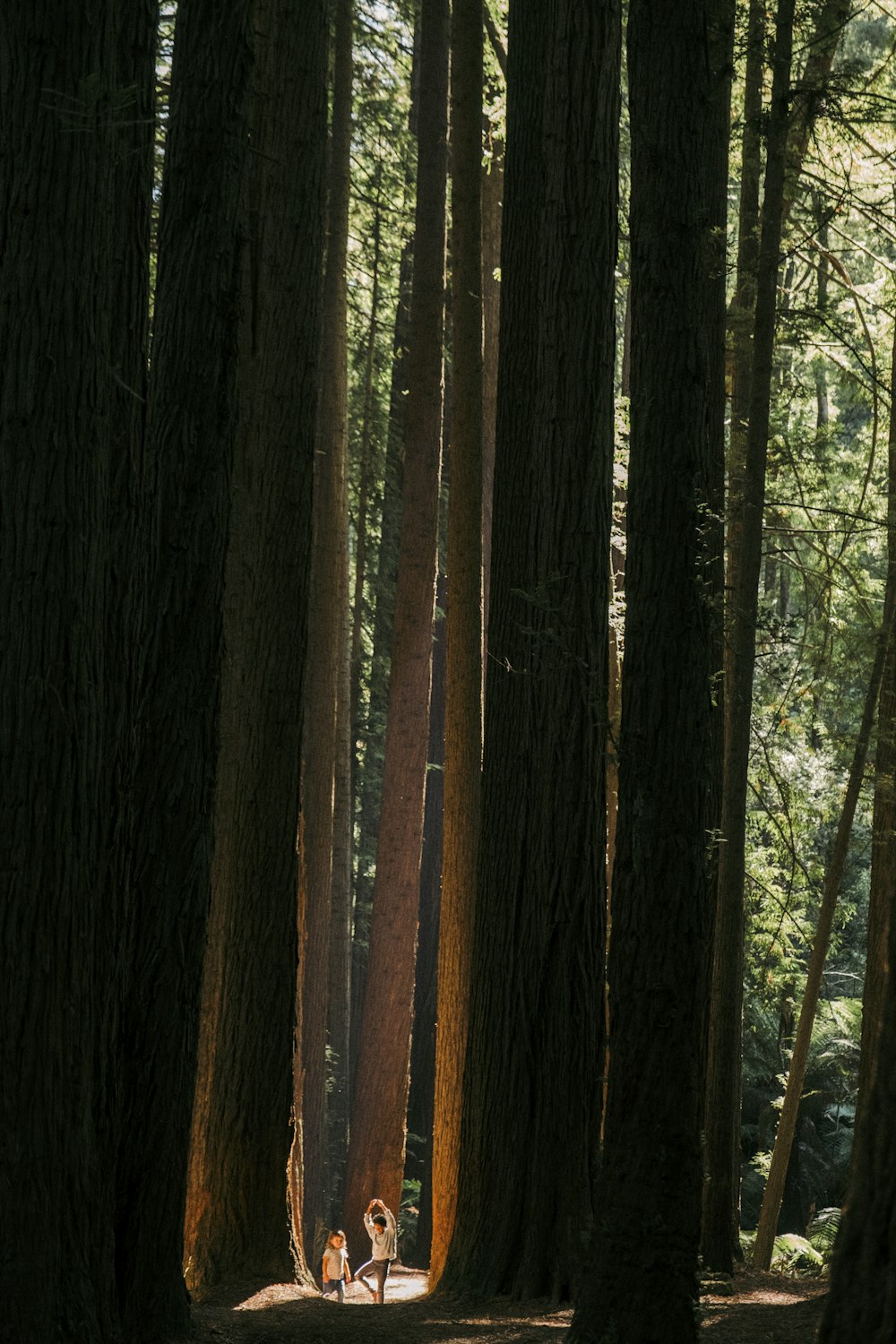 a person sitting on a bench in the middle of a forest