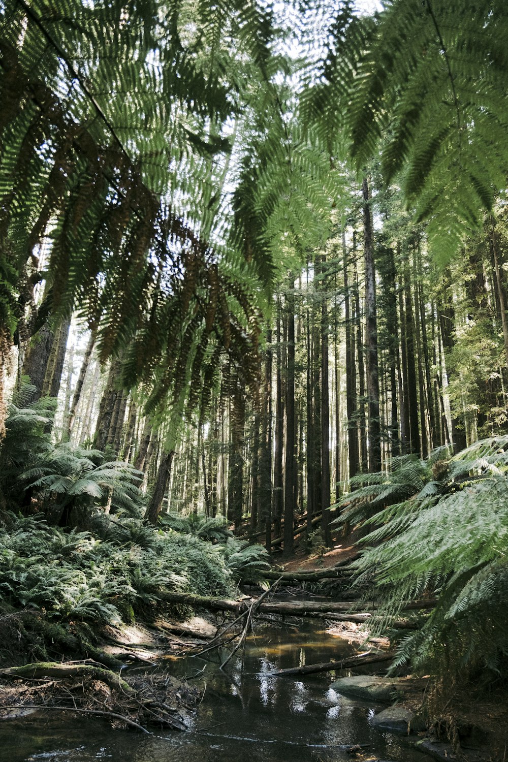 a stream running through a lush green forest