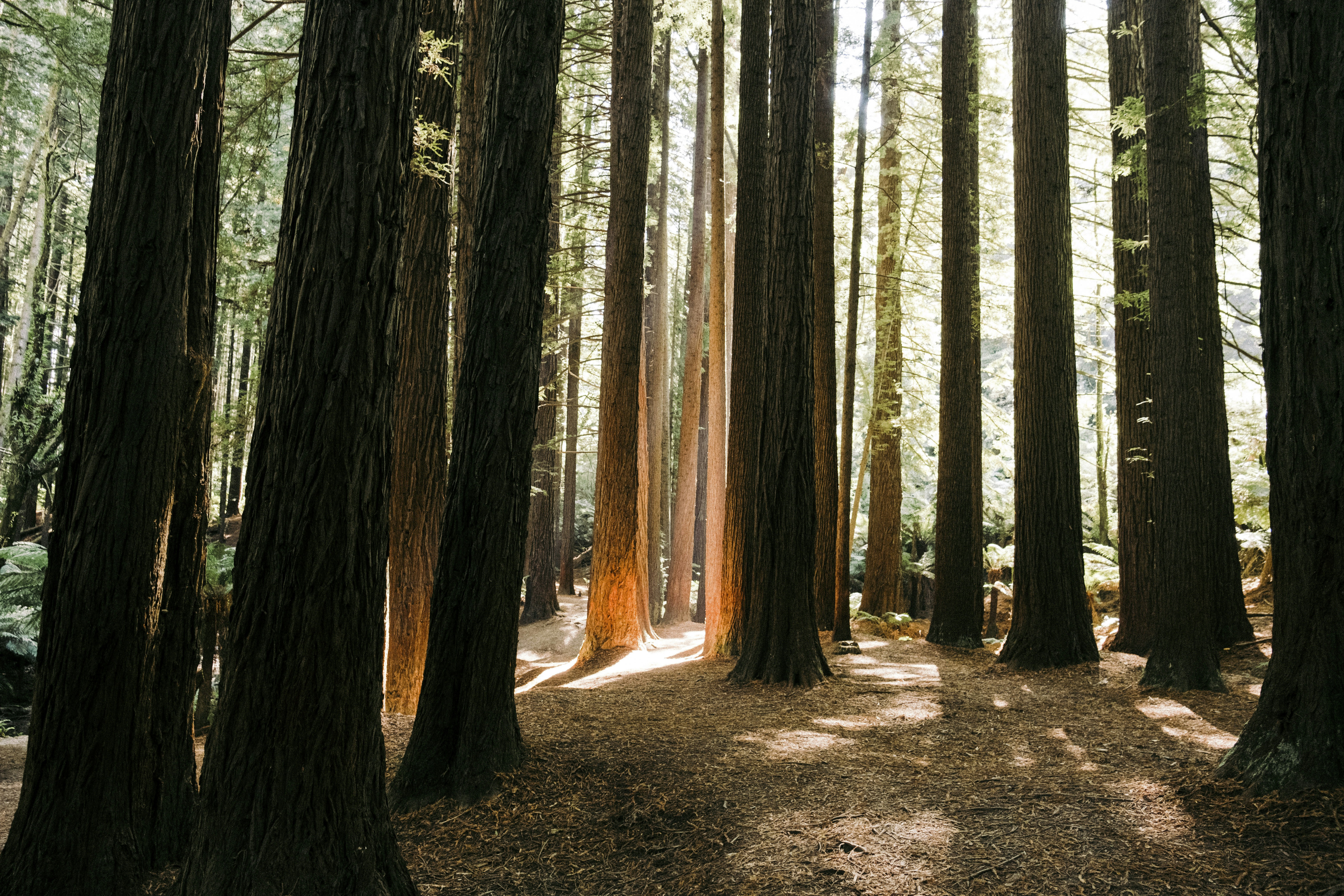 a forest filled with lots of tall trees, 