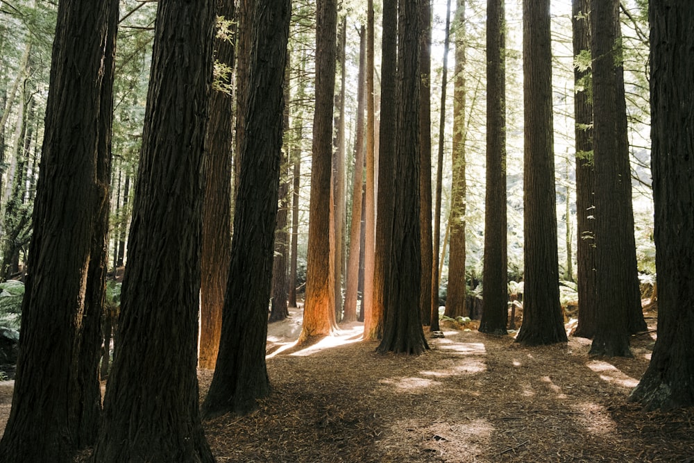 uma floresta cheia de muitas árvores altas