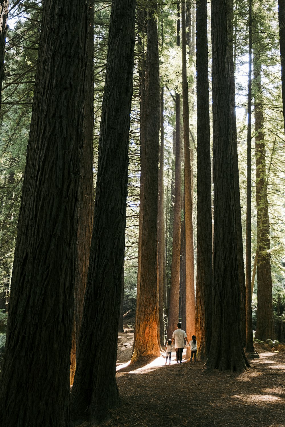 a group of people walking through a forest next to tall trees