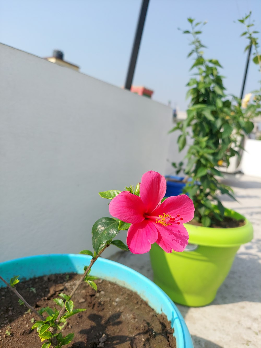 a pink flower is in a blue pot