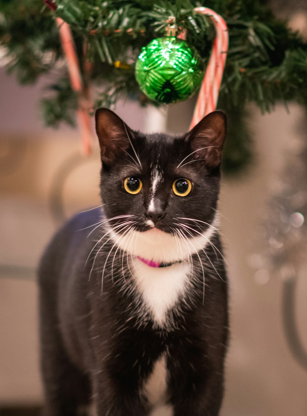 a black and white cat standing in front of a christmas tree
