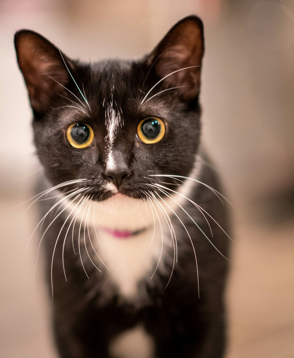 a black and white cat with yellow eyes