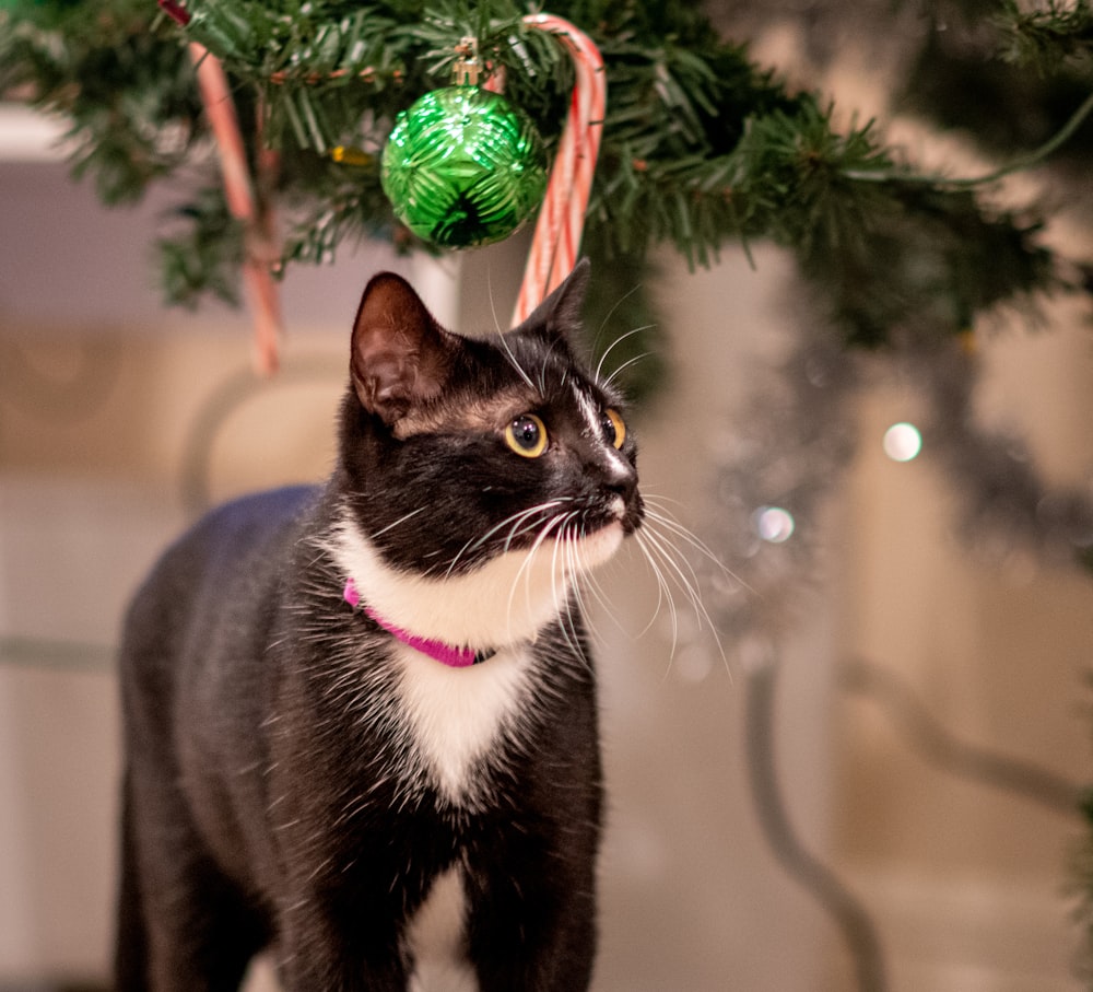 a black and white cat standing under a christmas tree