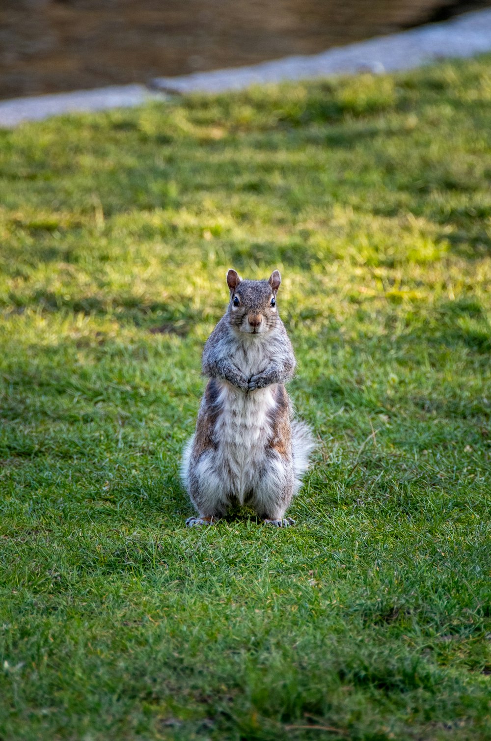 a squirrel sitting in the grass looking at the camera