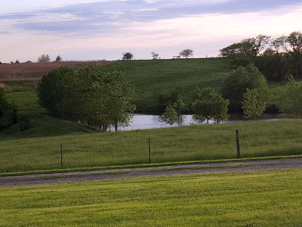 a horse standing in a field next to a river