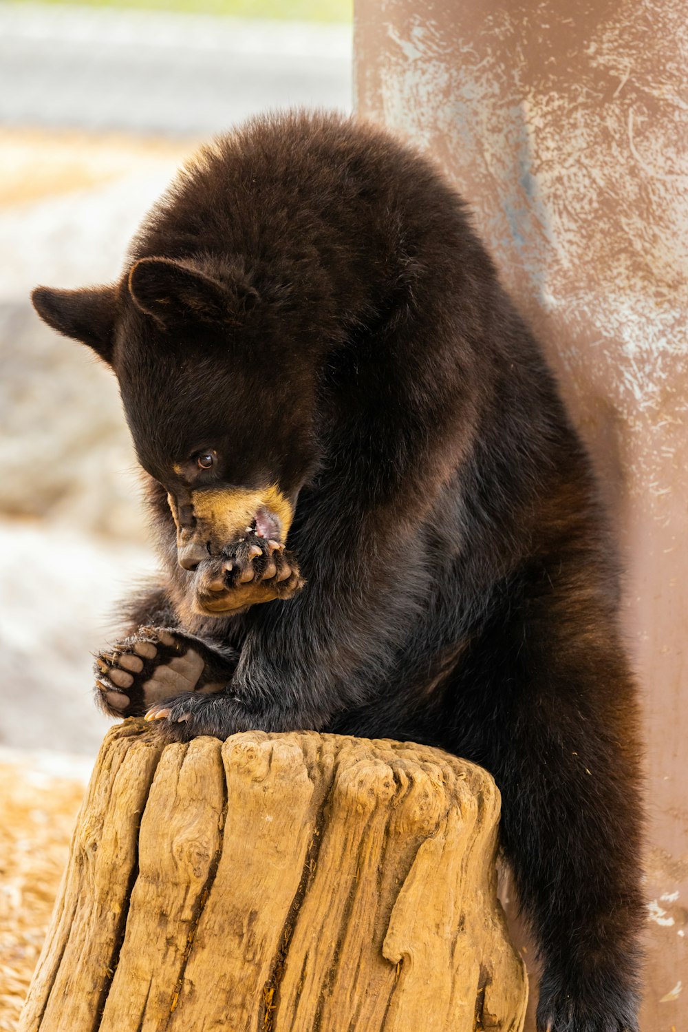 a black bear sitting on top of a wooden stump