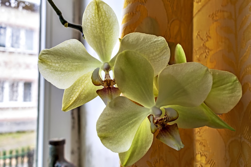 a close up of a flower near a window