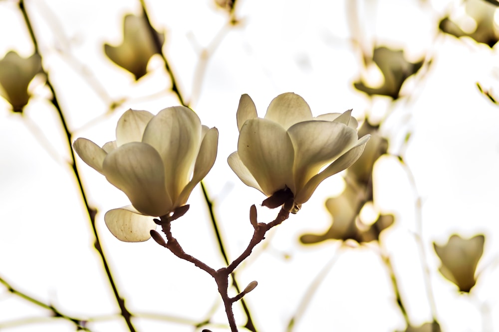 a close up of a flower on a tree branch