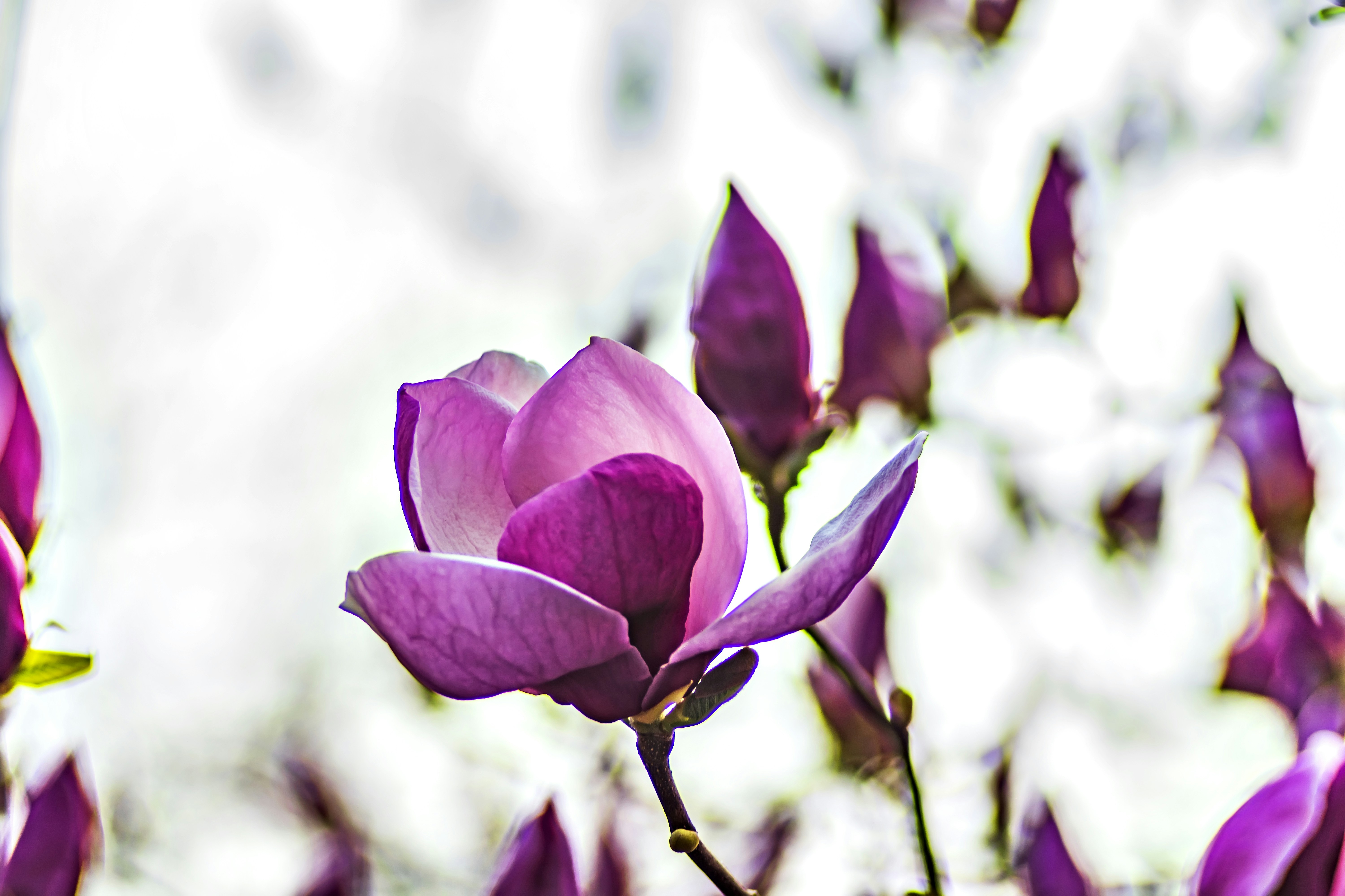 Photo by kostiantynvierkieiev