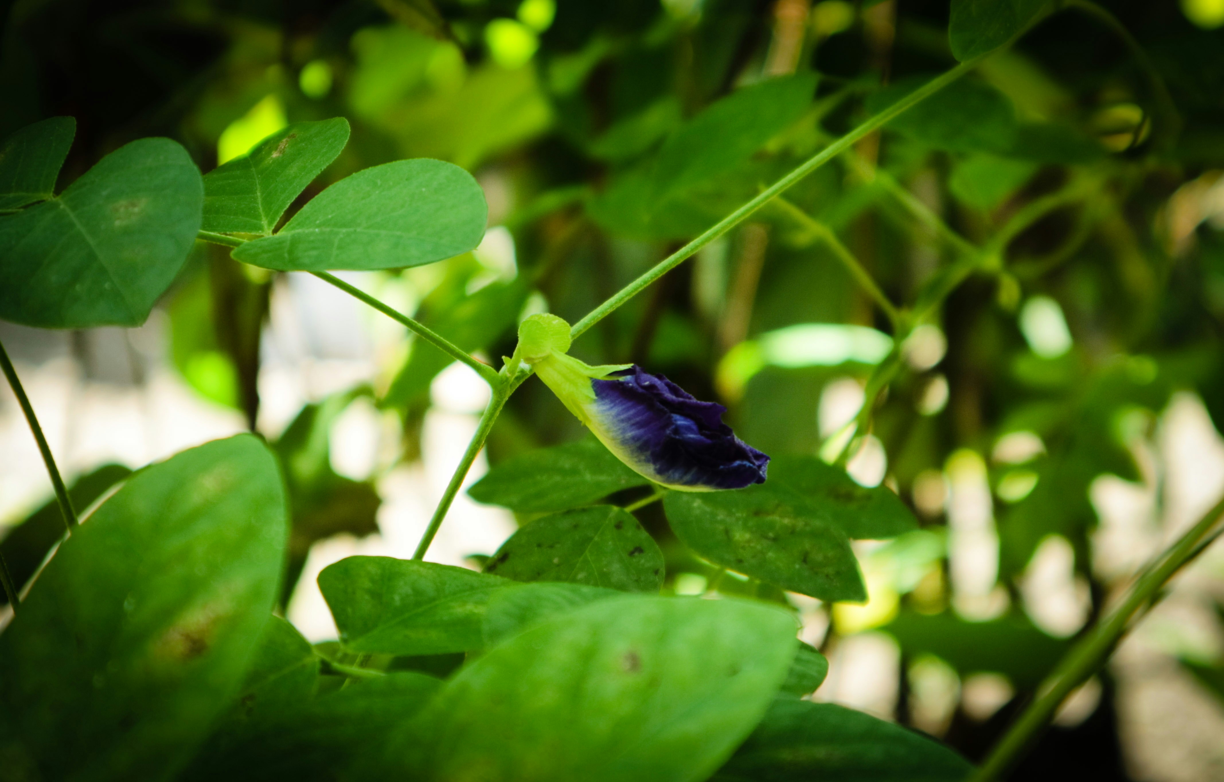 Photo by isawred