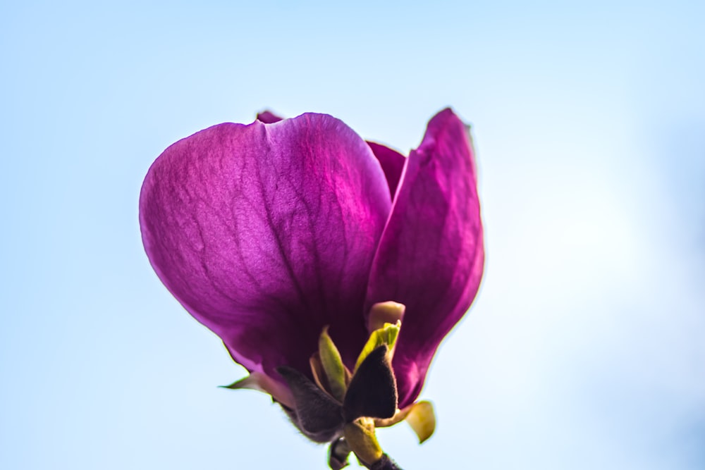 a purple flower with a blue sky in the background