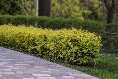 forsythia bush in the landscape, landscaping design, New Hampshire Lakes Region, Flower Workshops