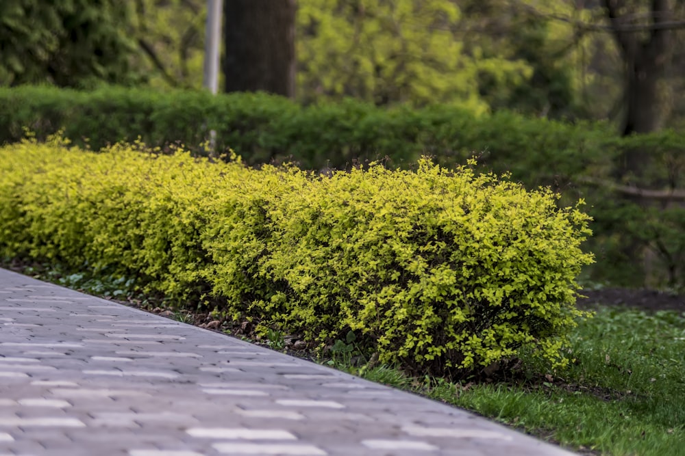 a bush with yellow flowers next to a sidewalk