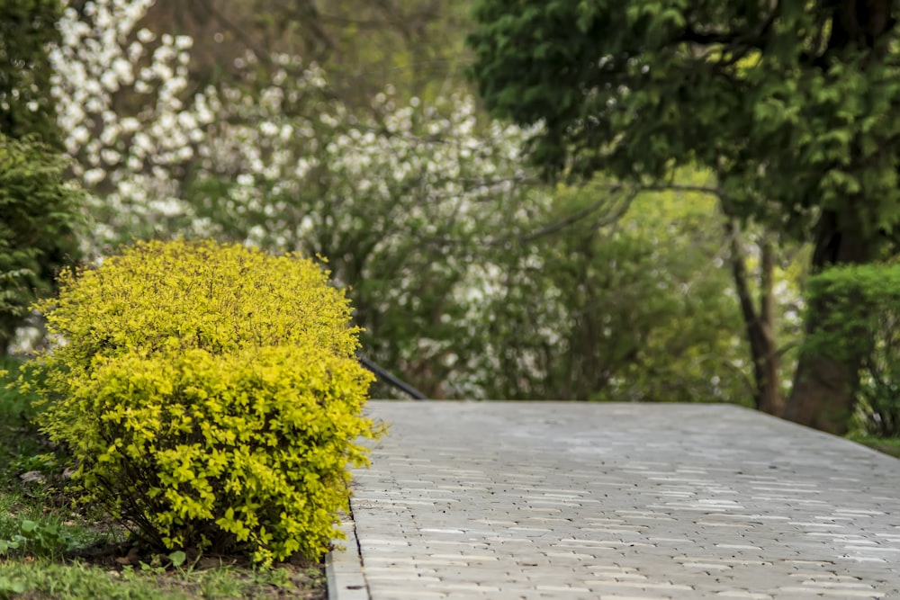 a yellow bush sitting on top of a sidewalk