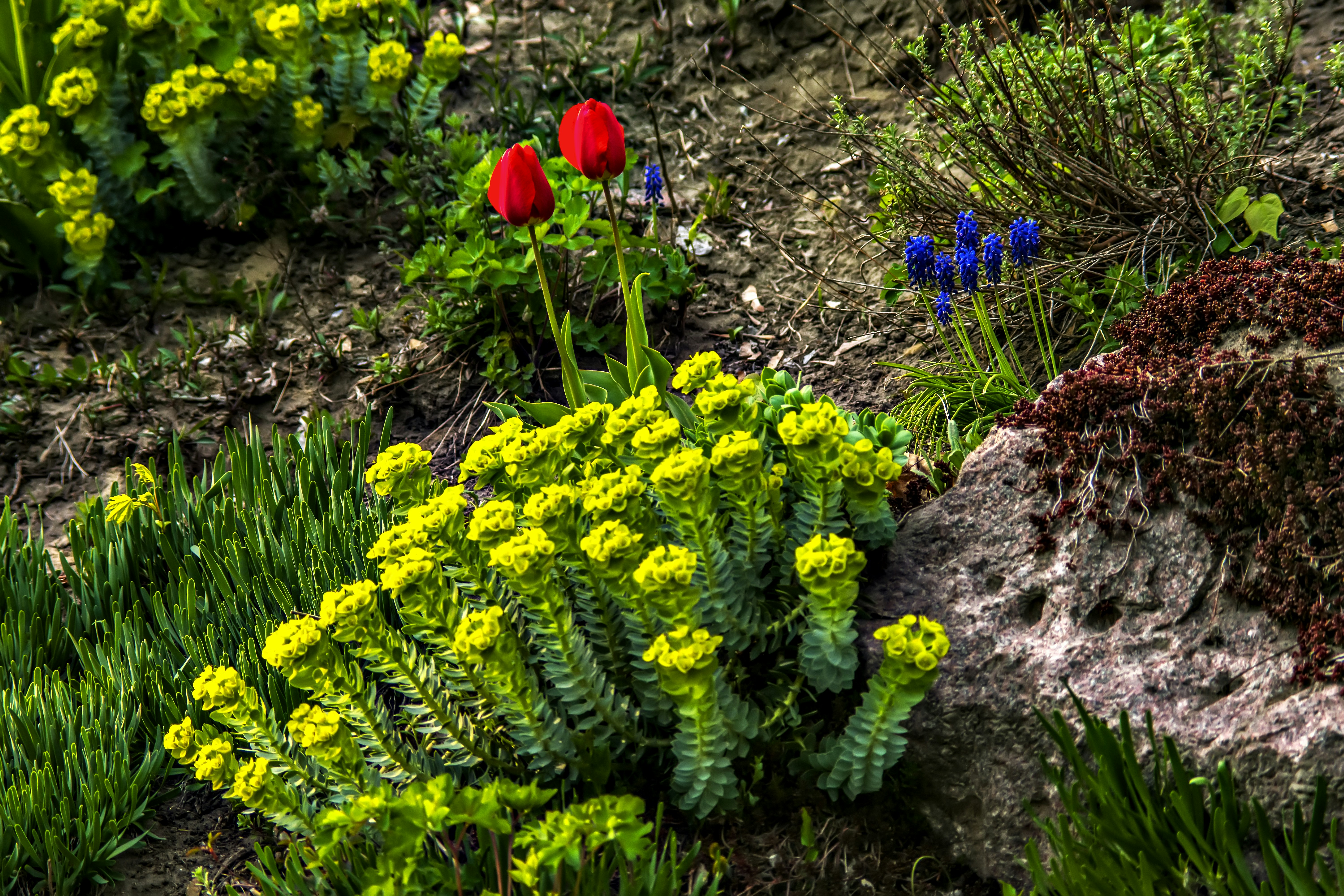 a bunch of flowers that are by some rocks