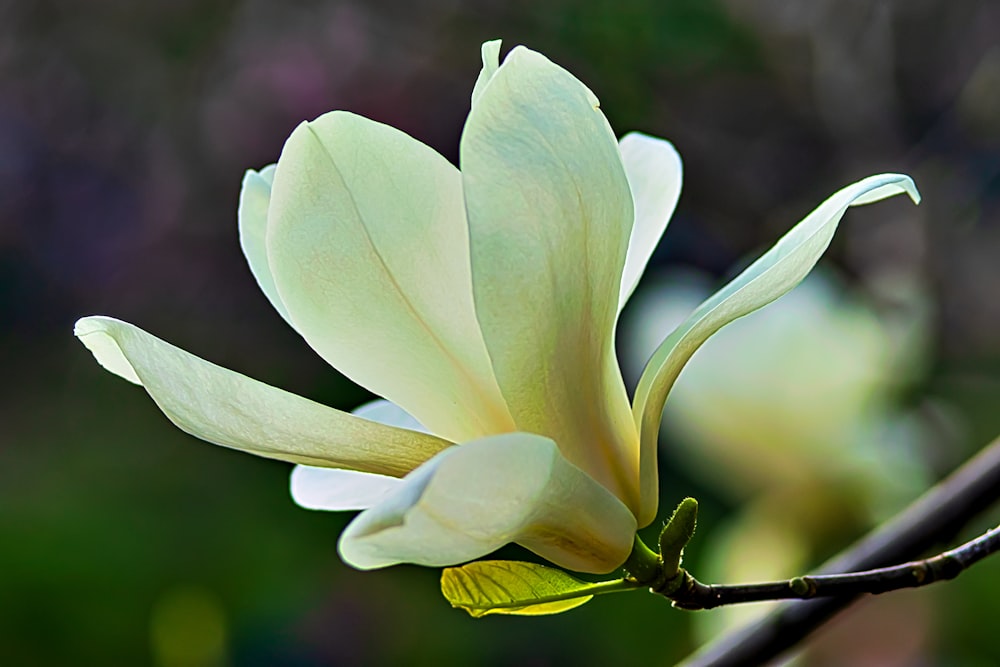 Nahaufnahme einer Blume auf einem Ast