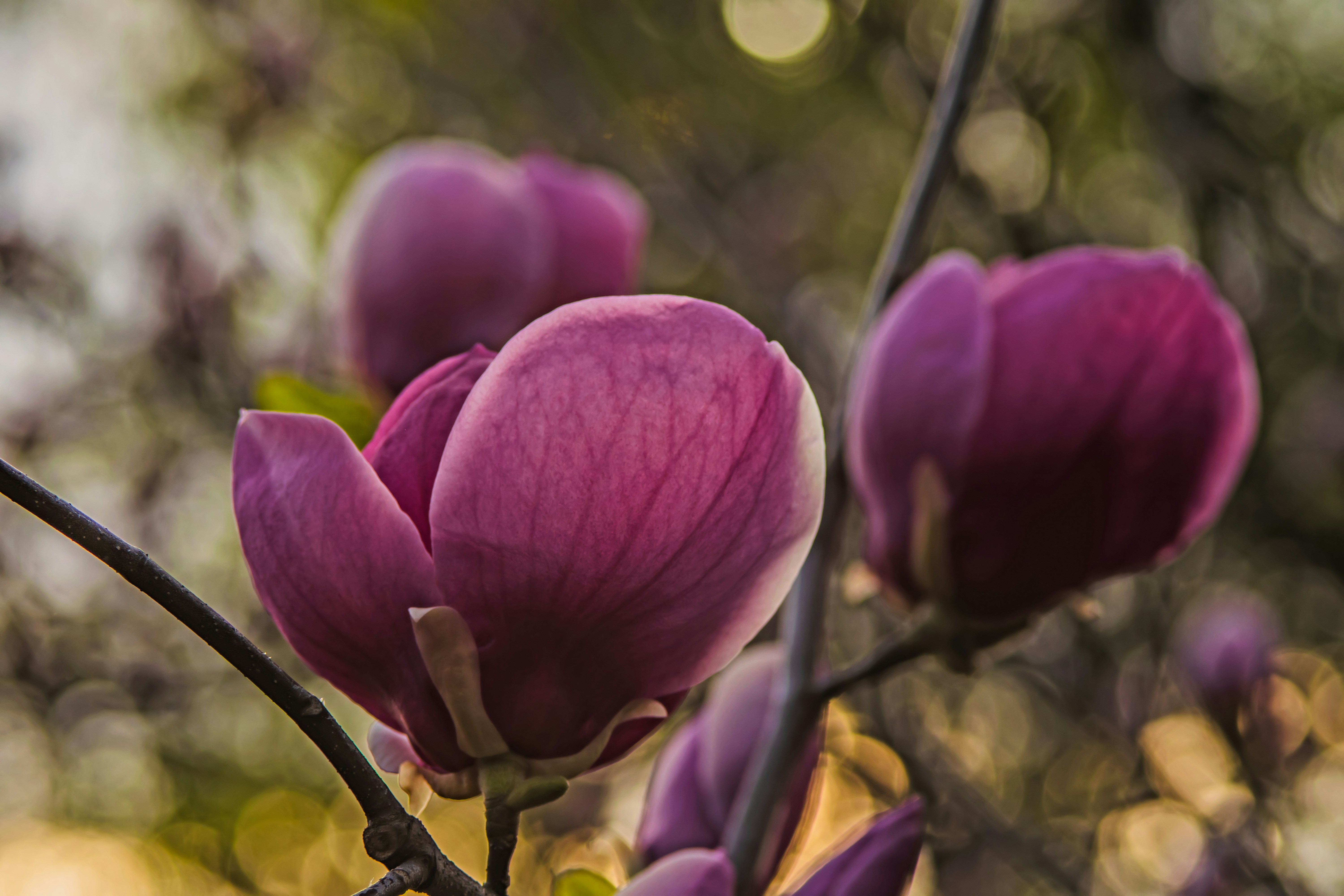 Photo by kostiantynvierkieiev