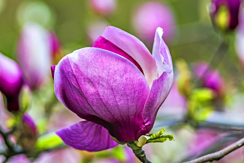 a close up of a purple flower on a tree