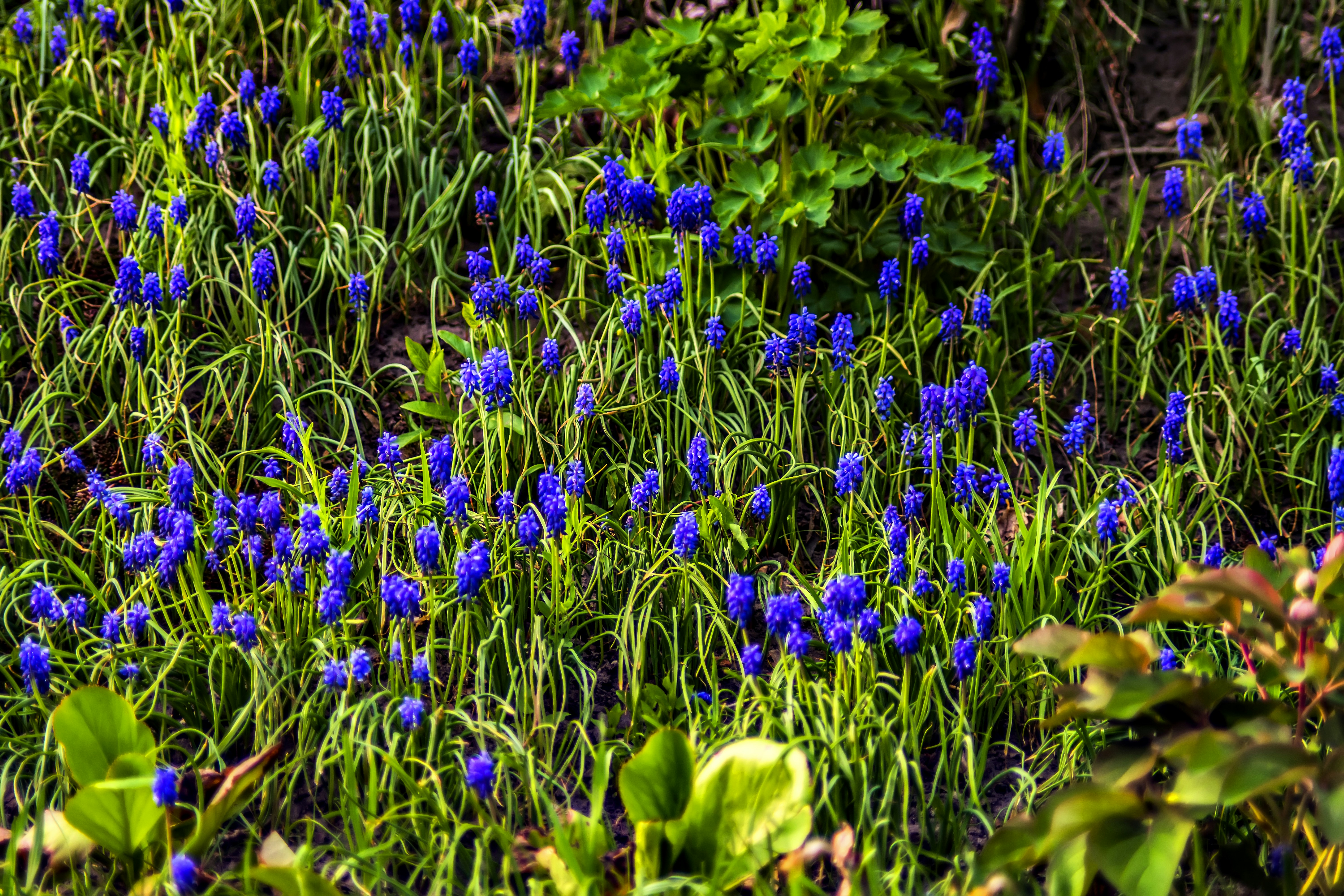 a bunch of blue flowers that are in the grass