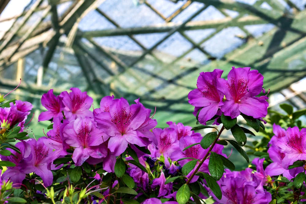 a bunch of purple flowers in a greenhouse