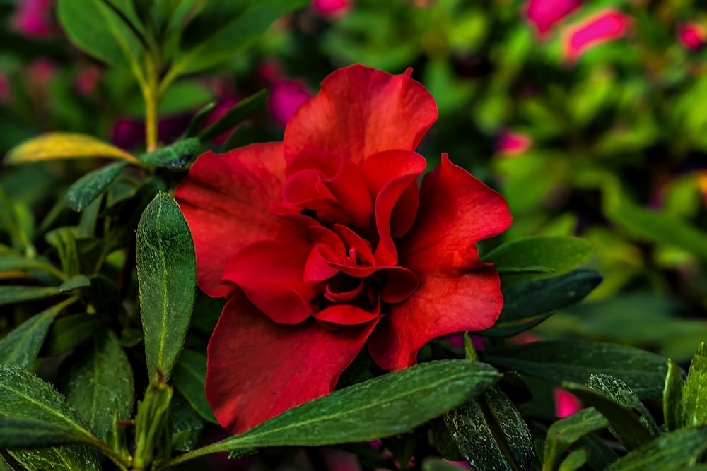 a red flower with green leaves in the foreground