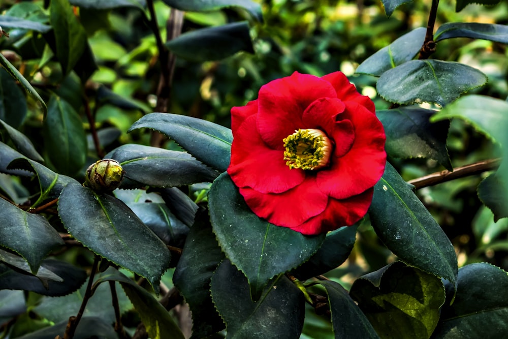 a red flower with green leaves in the background