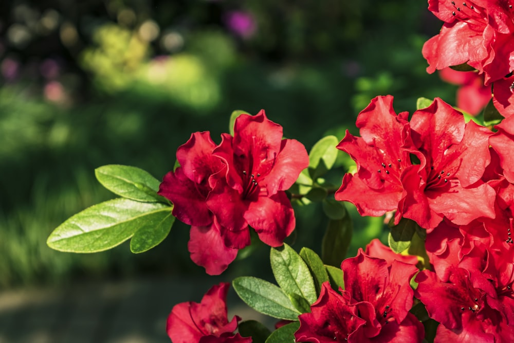 a bunch of red flowers with green leaves