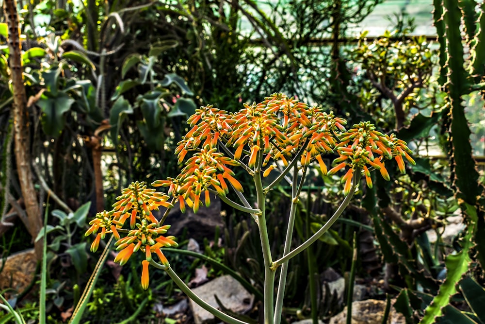 a plant with orange flowers in a garden