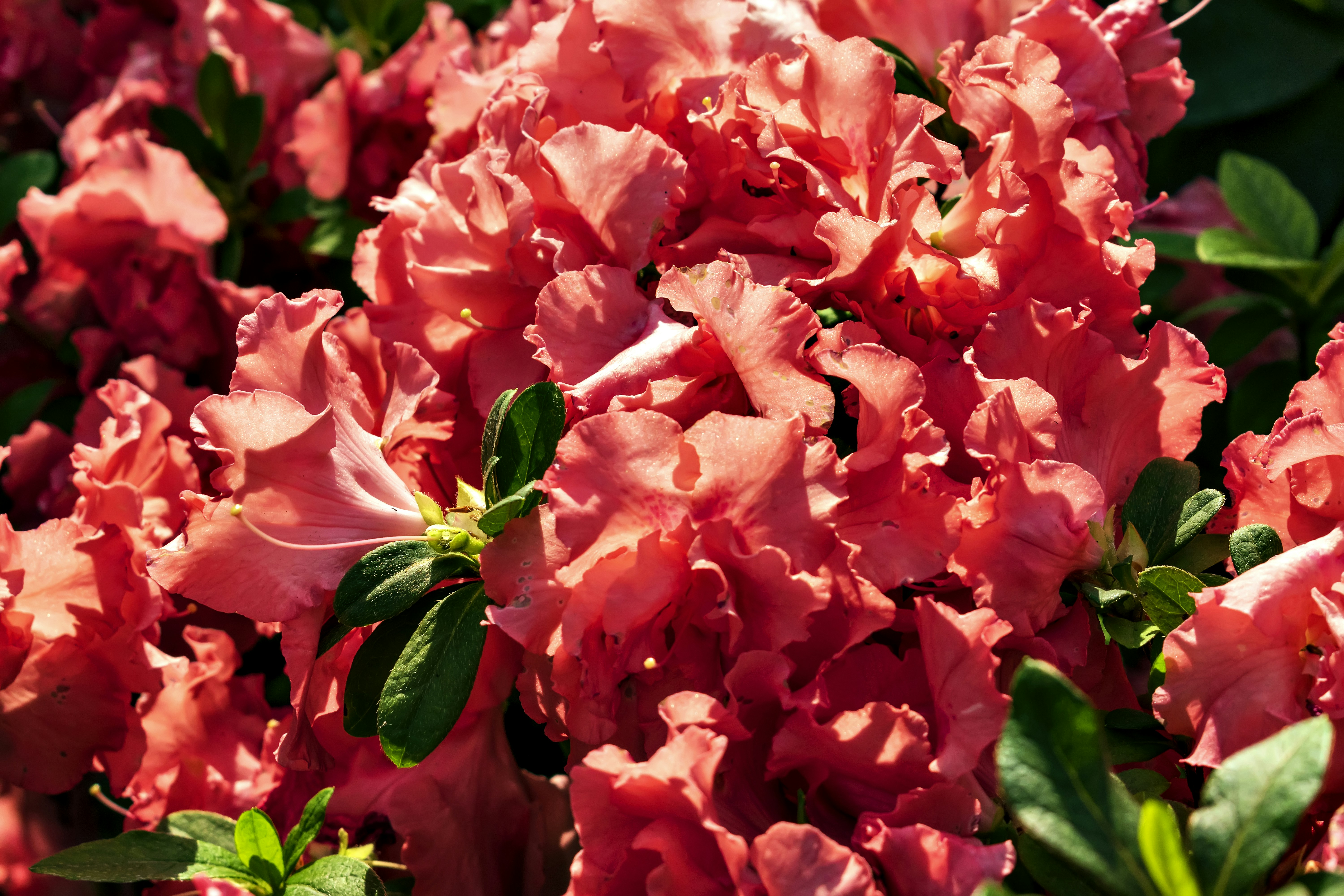 Photo by kostiantynvierkieiev