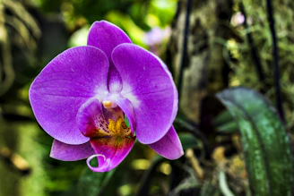 A vibrant purple and magenta orchid in full bloom, capturing the eye with its rich colors and patterns.