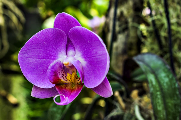 A vibrant purple and magenta orchid in full bloom, capturing the eye with its rich colors and patterns.