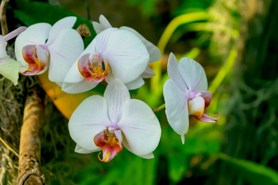 White Orchids

