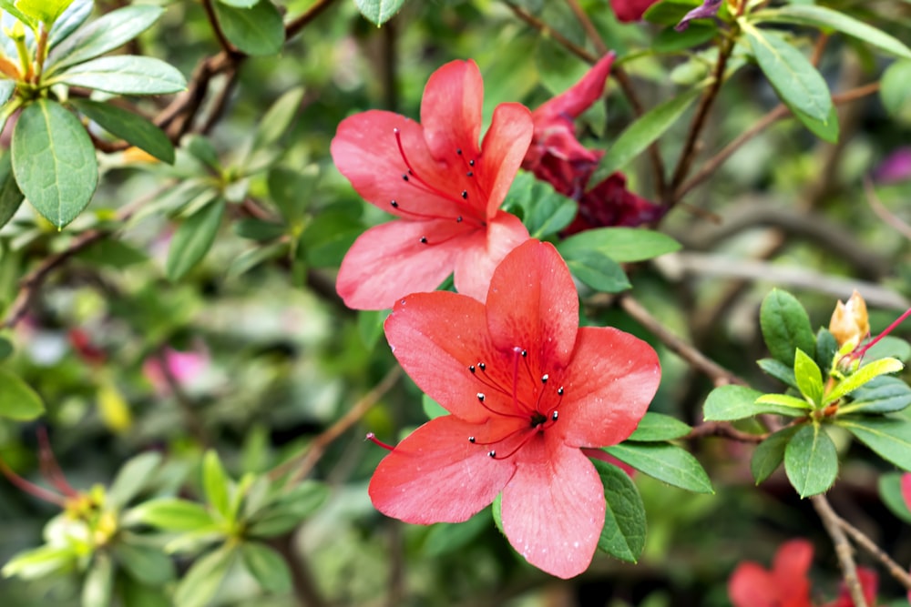 a close up of a red flower with green leaves