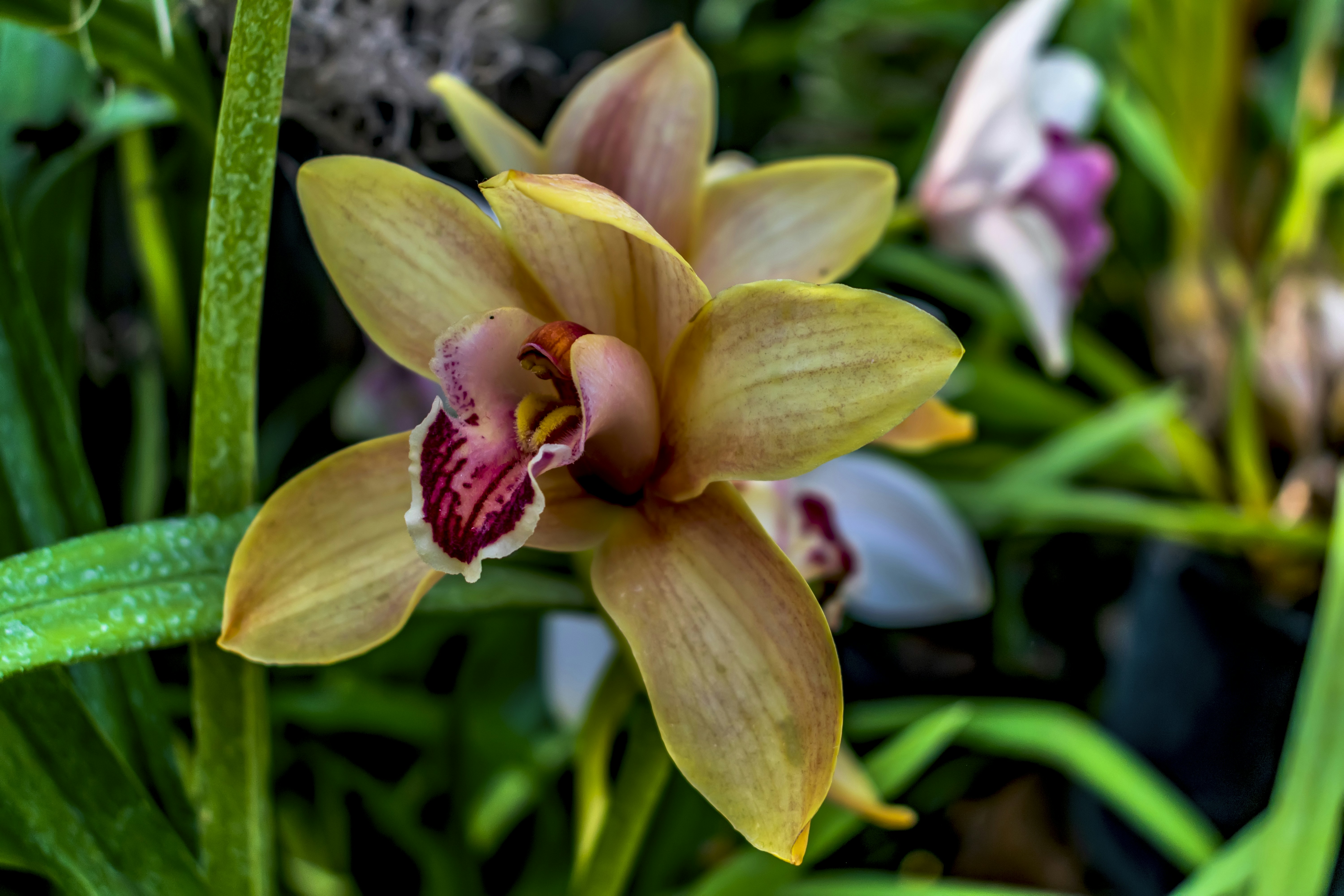 There are so many plants in the greenery. One of them is that orchid. So it is blooming.