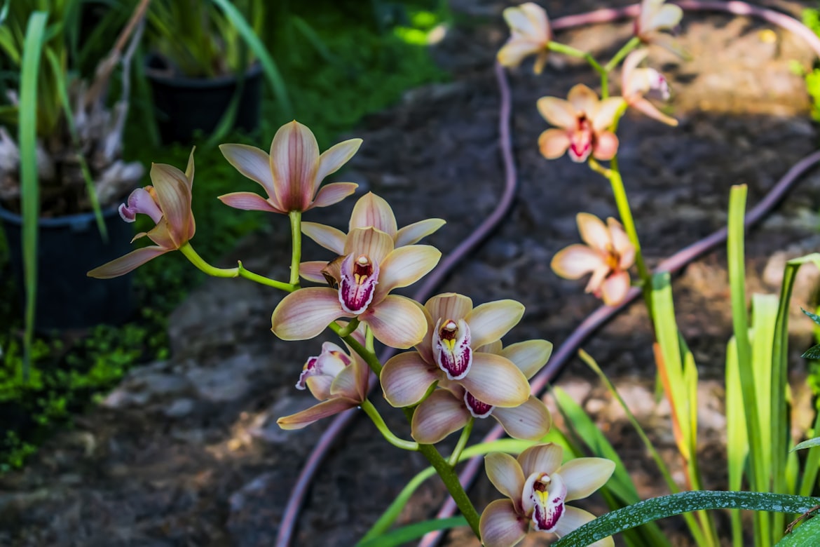 Wild Orchids
