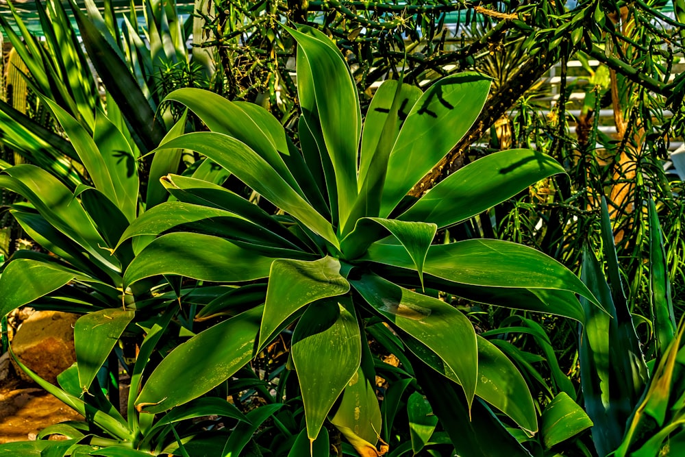 a large green plant with lots of leaves