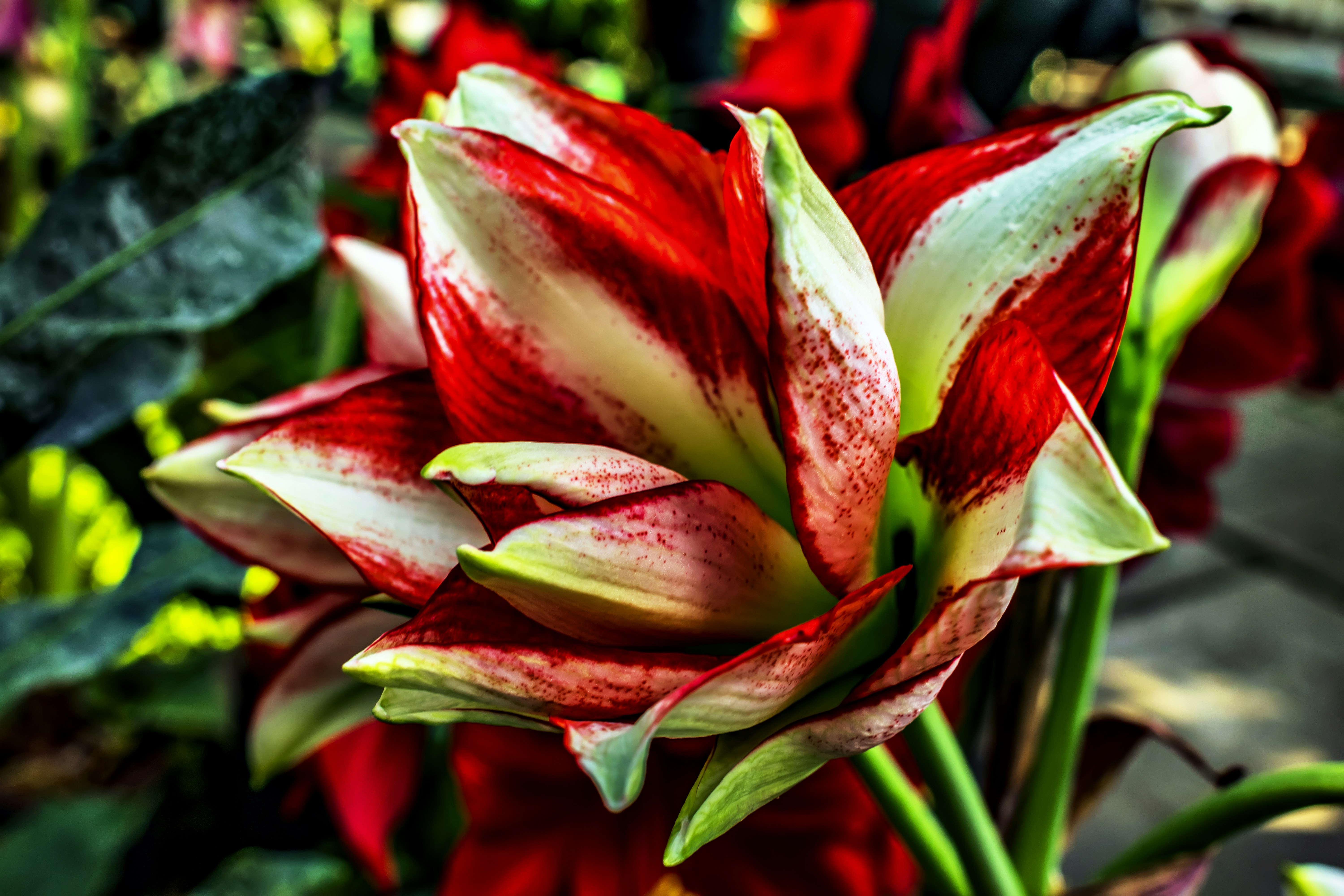 a red and white flower with green leaves