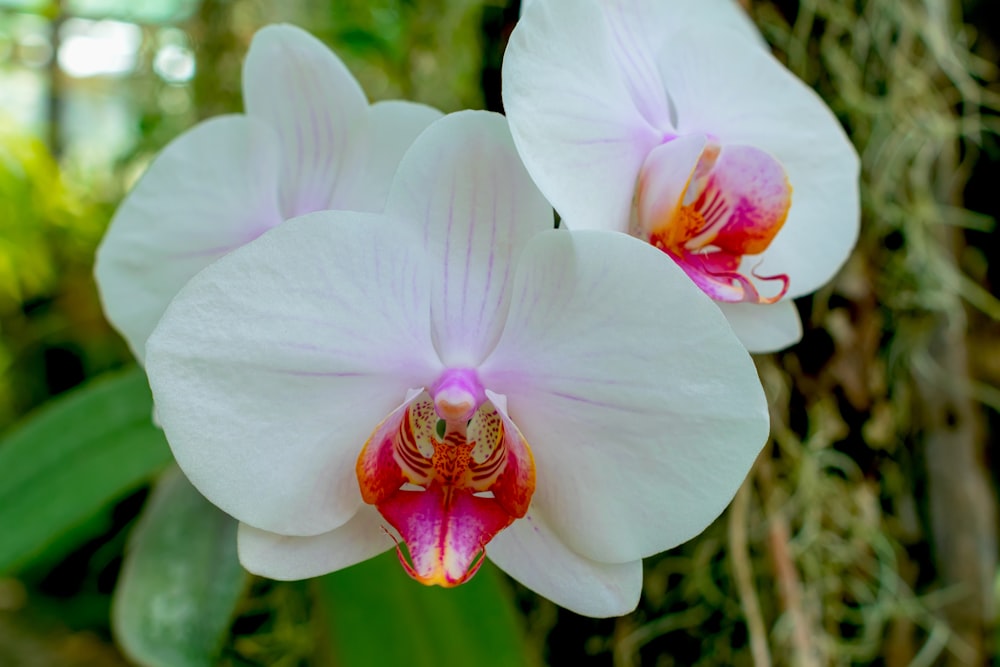 two white orchids with a red center in a garden