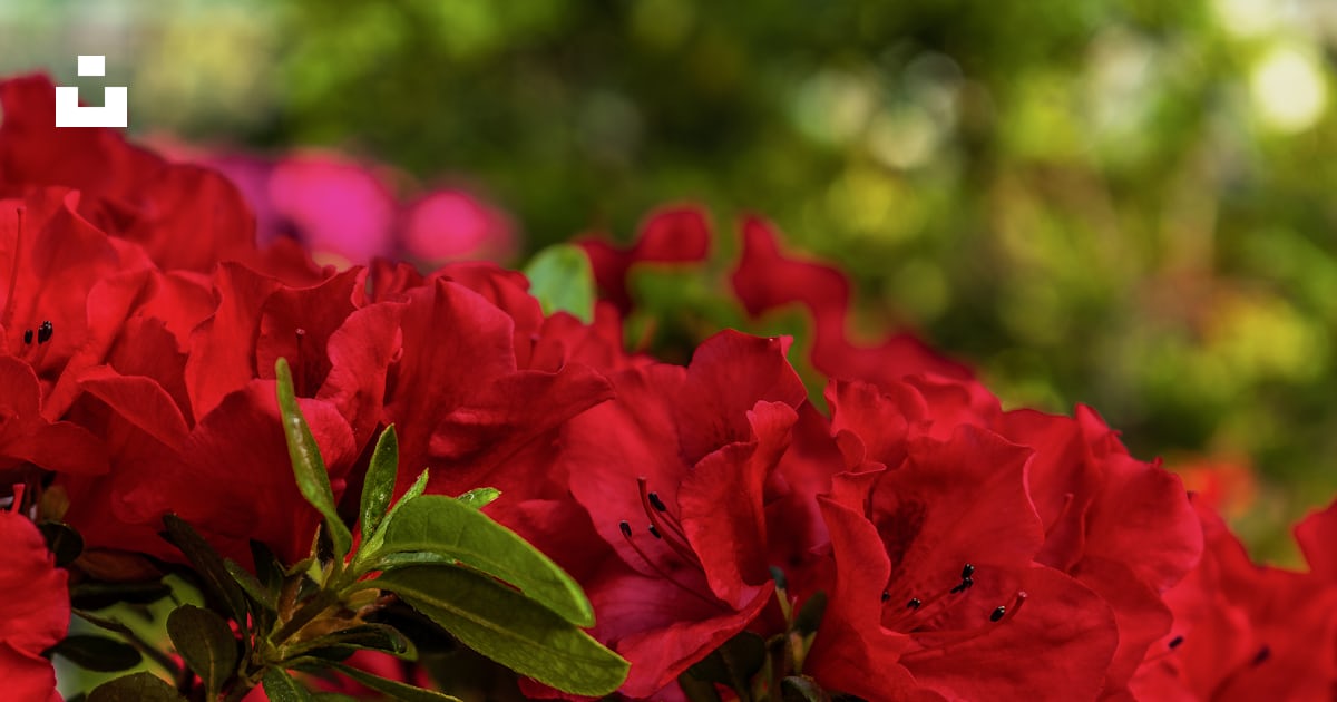 Un buisson de fleurs rouges aux feuilles vertes photo – Photo Ucraina ...