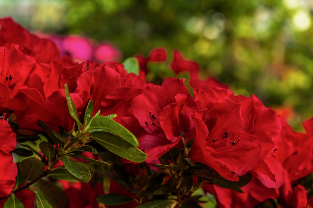 a bush of red flowers with green leaves