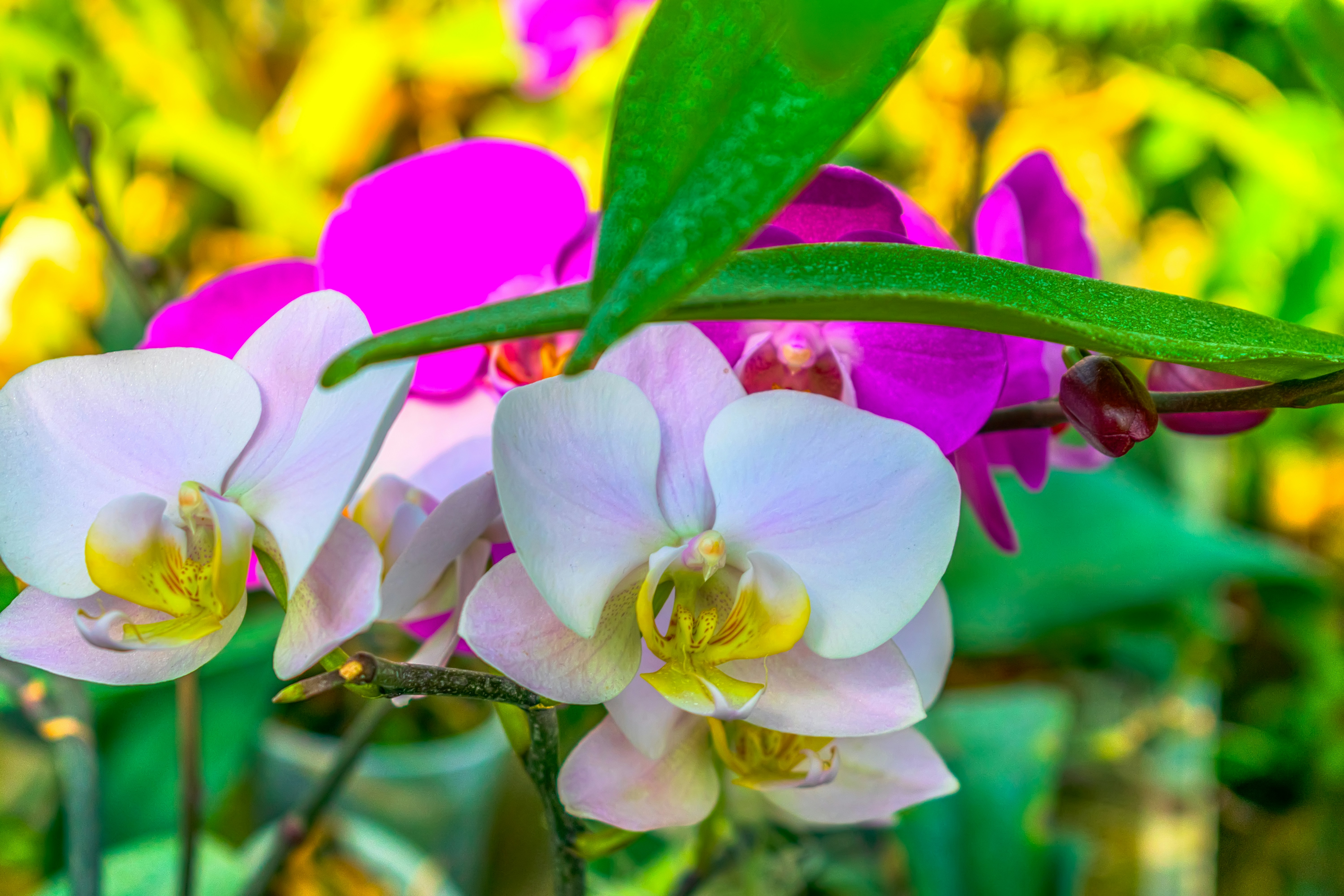 Photo by kostiantynvierkieiev