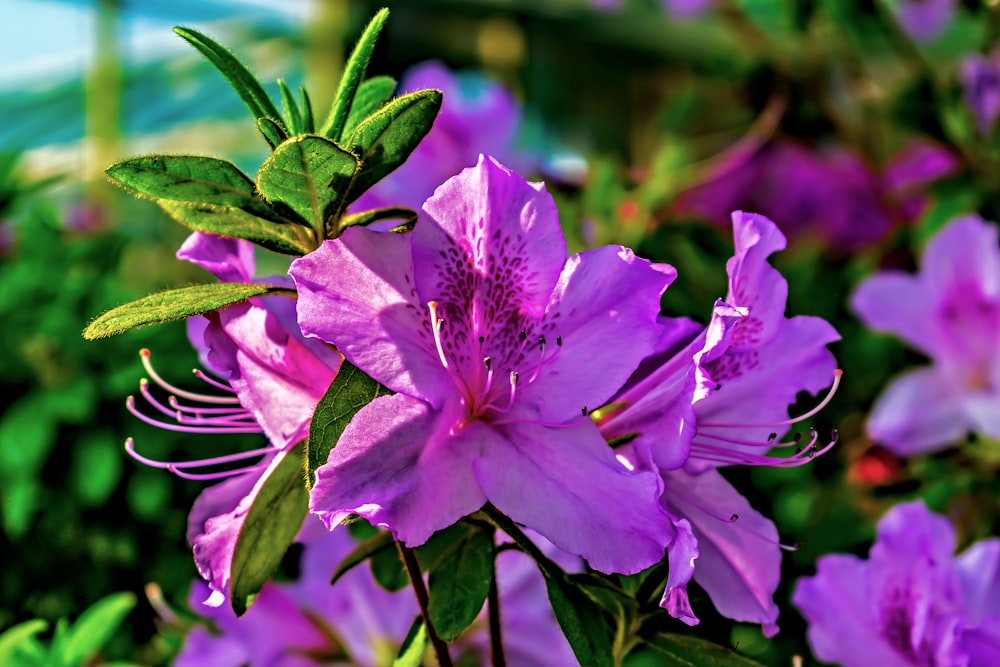 purple flowers are blooming in a garden