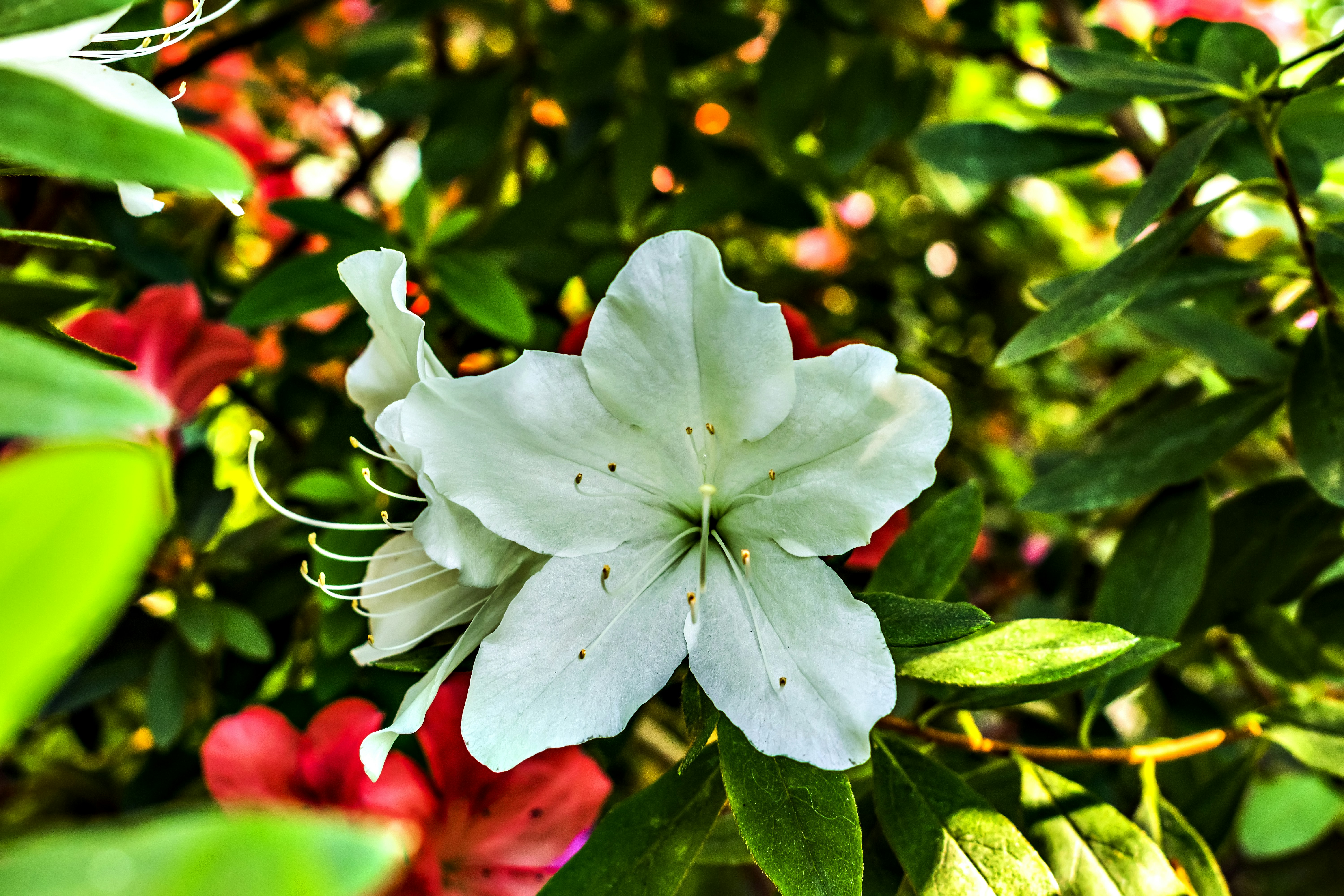 A close up of a white flower on a tree photo – Free Kyiv Image on Unsplash