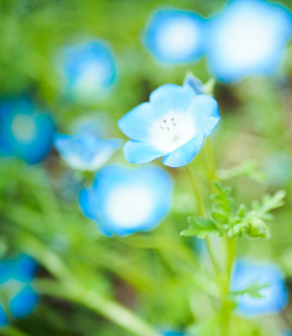 a close up of a blue flower in a field