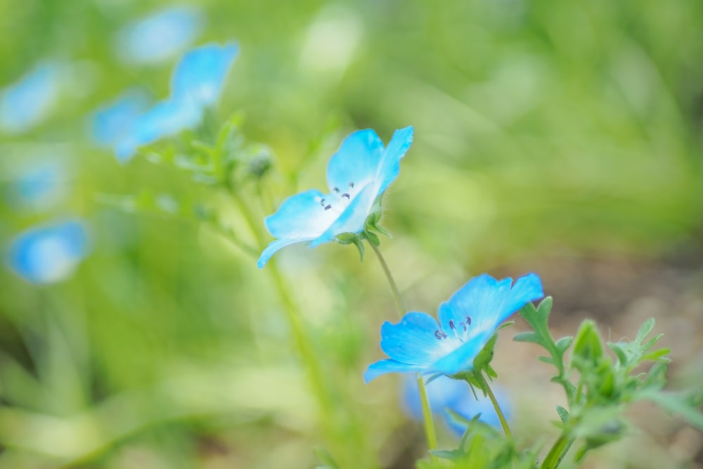 a close up of some blue flowers in a field